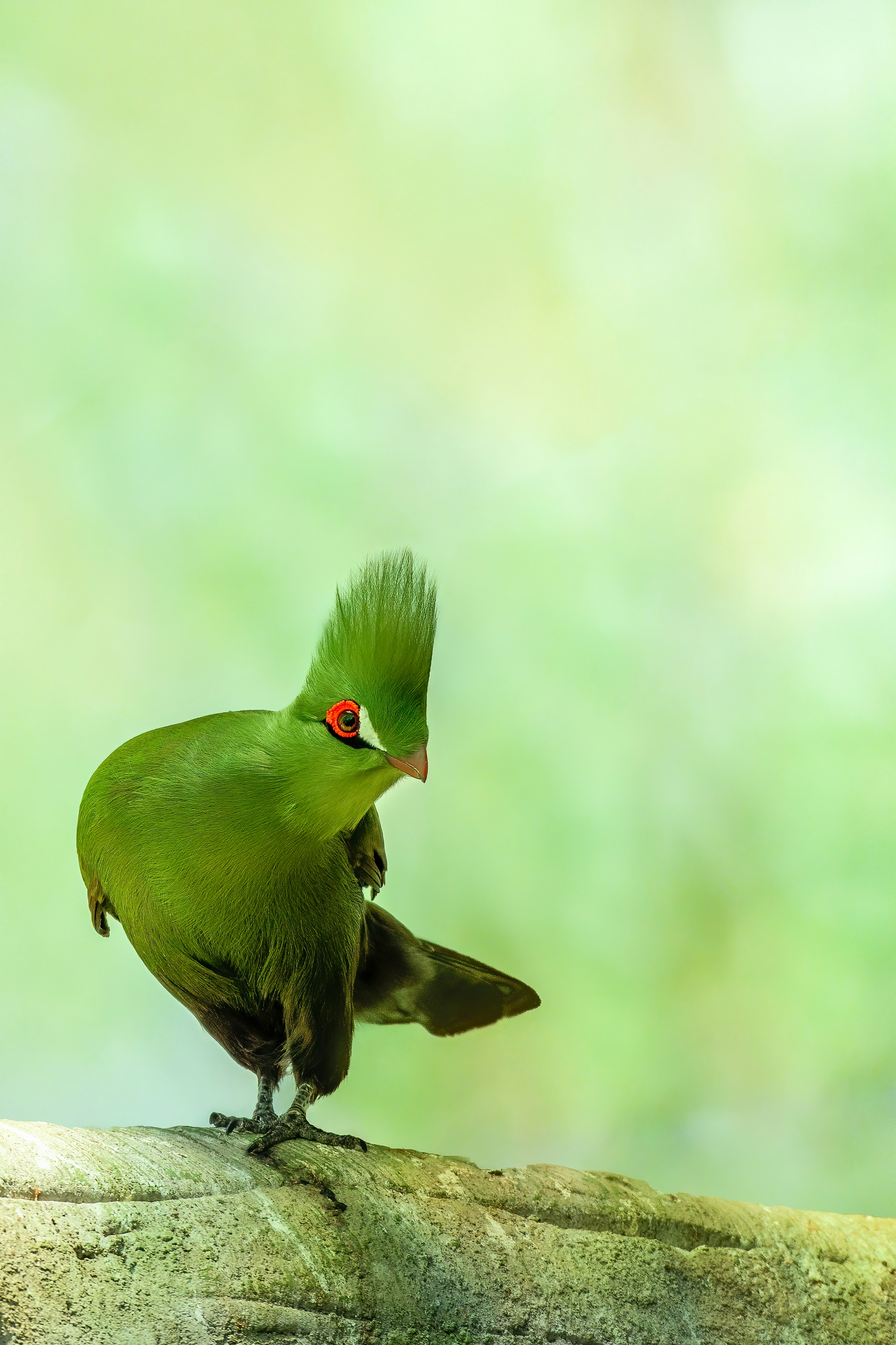 green bird on brown tree branch