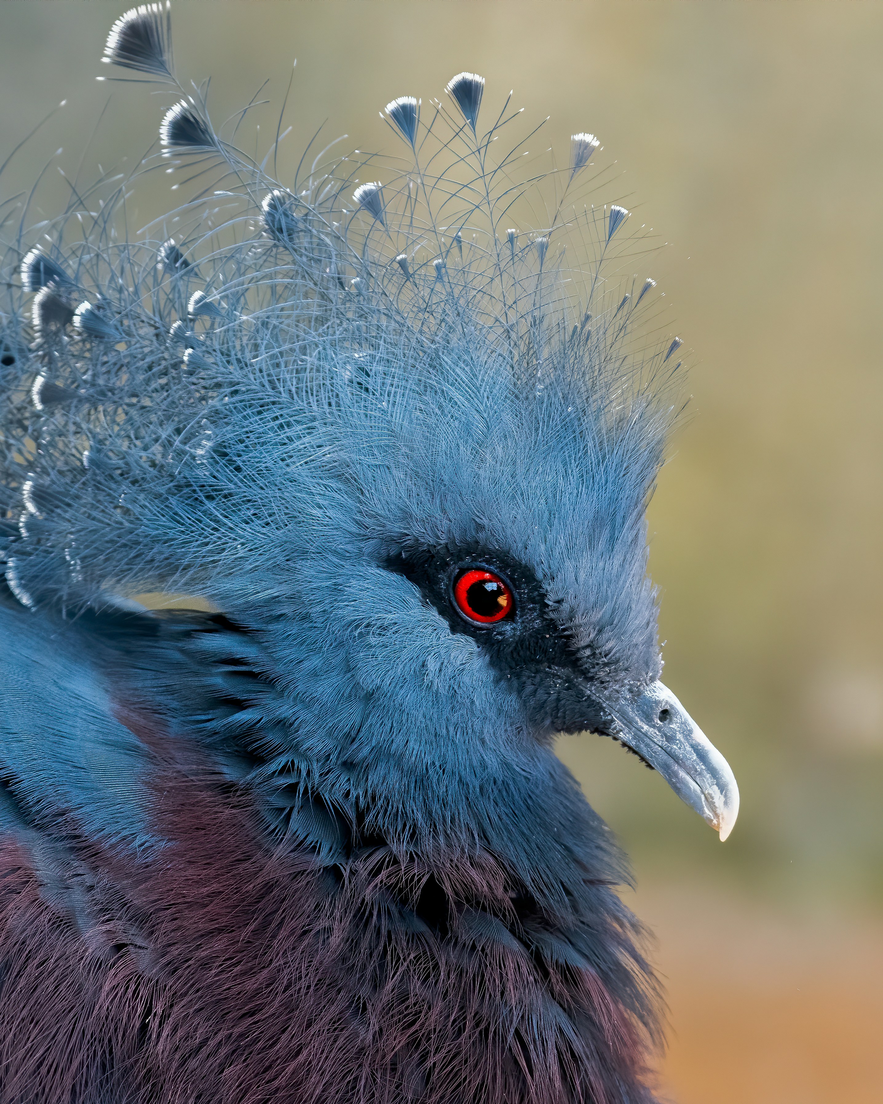 blue and brown bird in close up photography