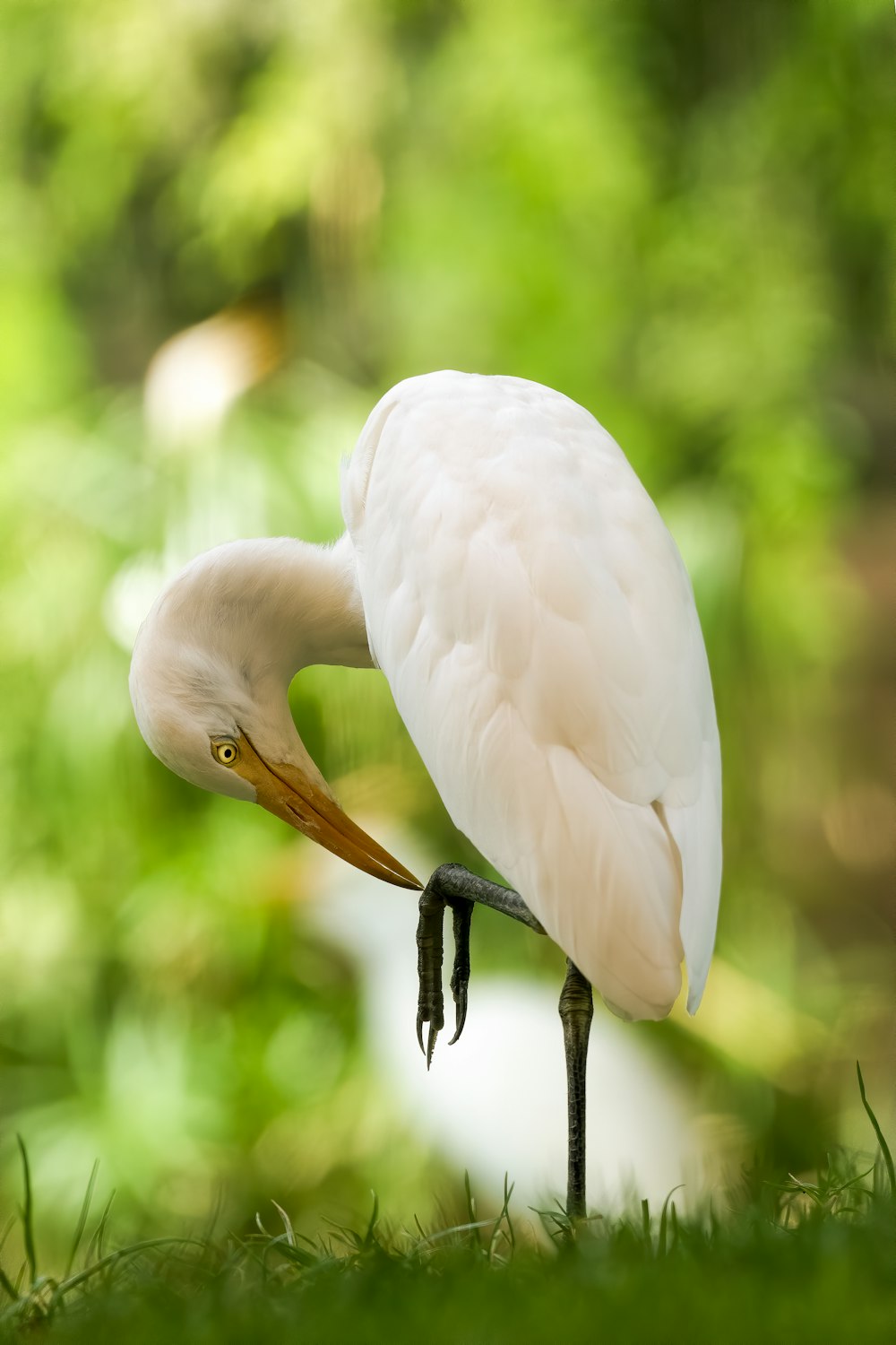 white bird on brown tree branch during daytime