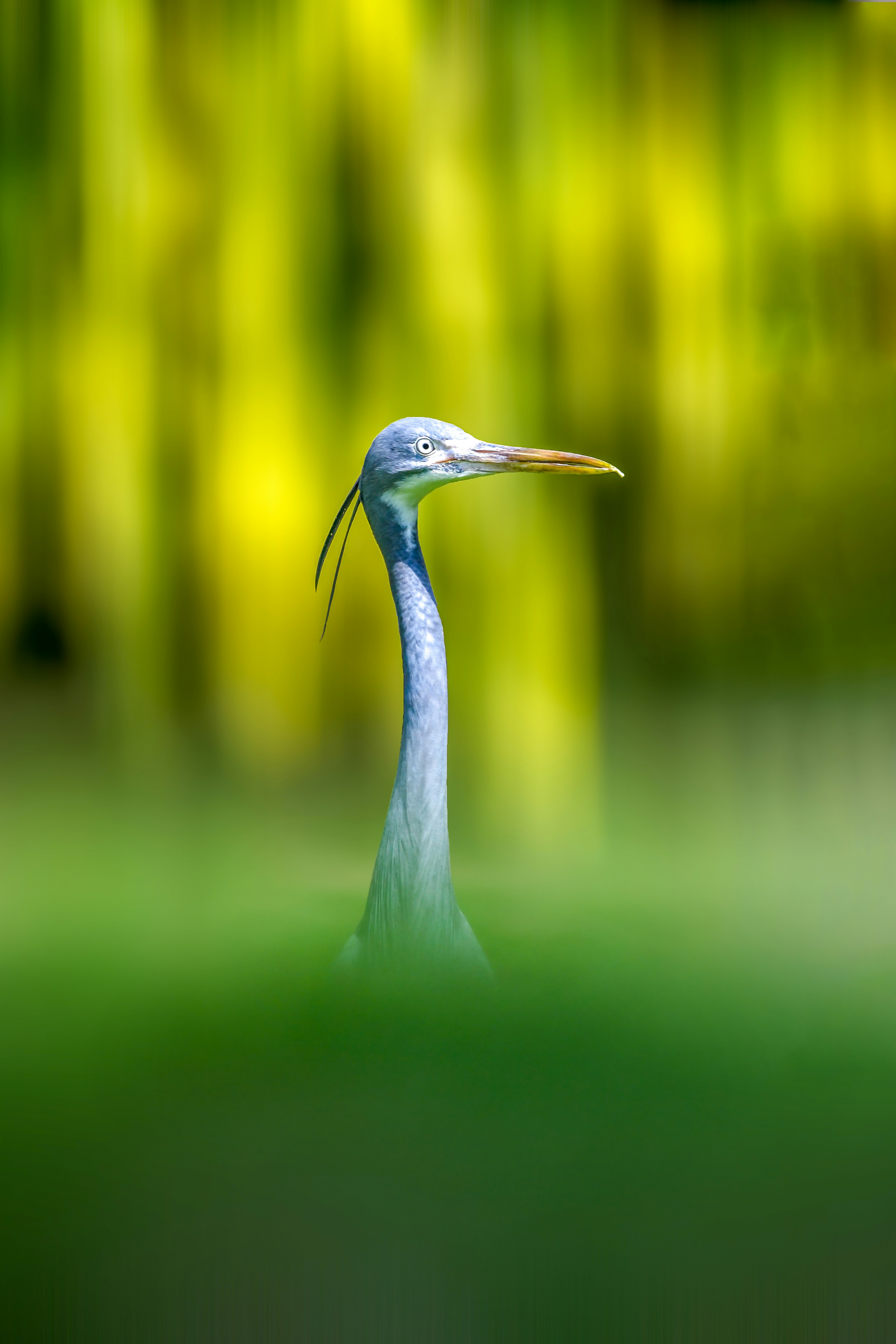 white long beak bird on water