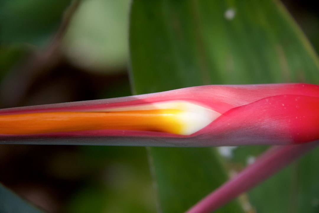 pink and yellow flower bud