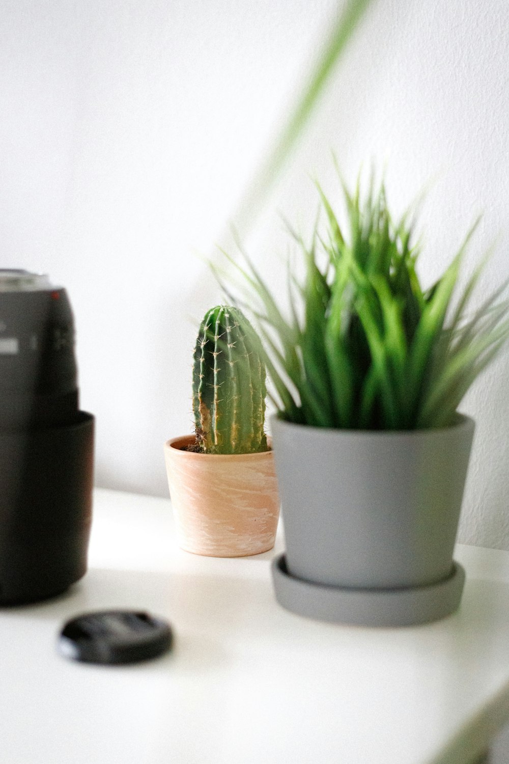 green cactus plant on white ceramic pot