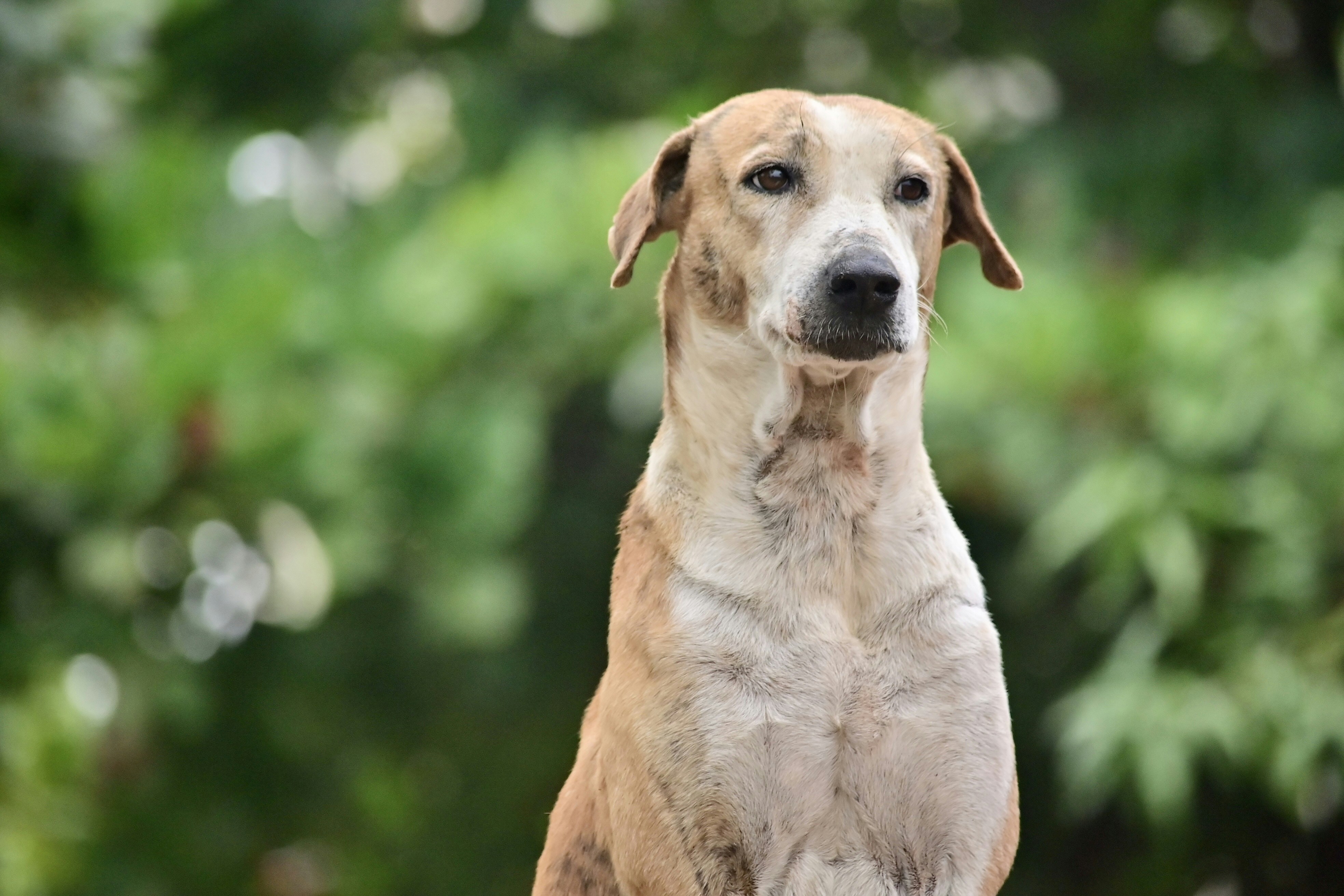 Yellow Lab Australian Shepherd Mix
