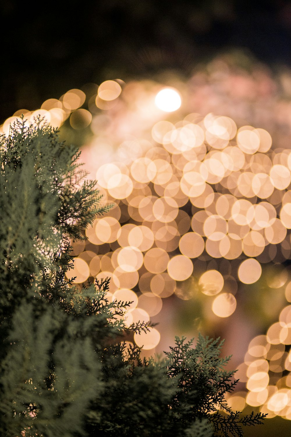 green pine tree with yellow bokeh lights