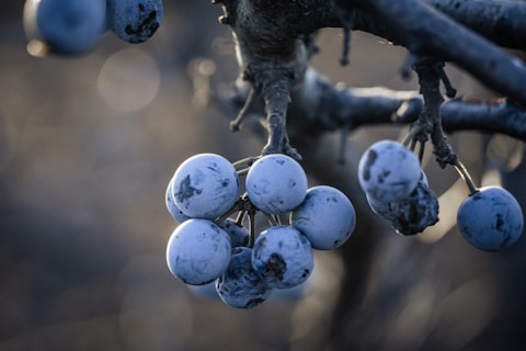 white round fruits on brown tree branch