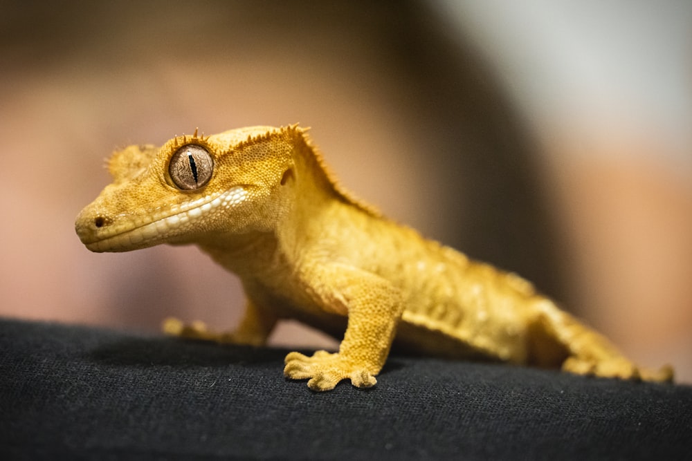 brown and white lizard on black surface