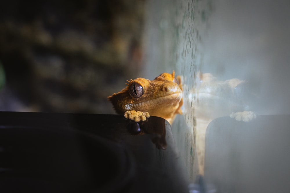 lézard brun et noir dans un réservoir en verre transparent