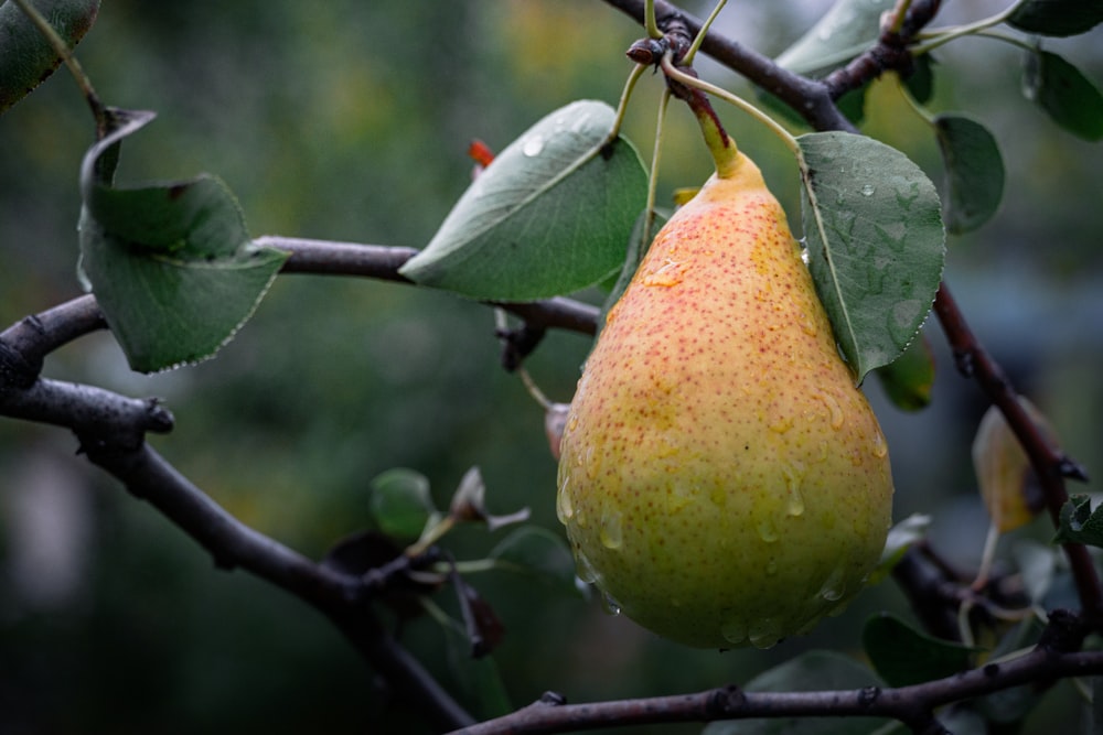 yellow fruit on tree branch