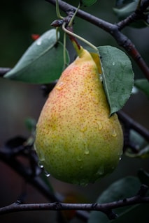 Close-up of a perfectly ripe pear with morning dew on its skin.