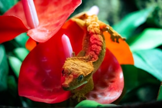 A vibrant orange gecko is perched on bright red and pink flowers surrounded by lush green leaves. The gecko's textured skin has a blend of light and dark orange hues, and its eyes are prominently visible. The lighting highlights the gecko’s features and the glossy surface of the petals.