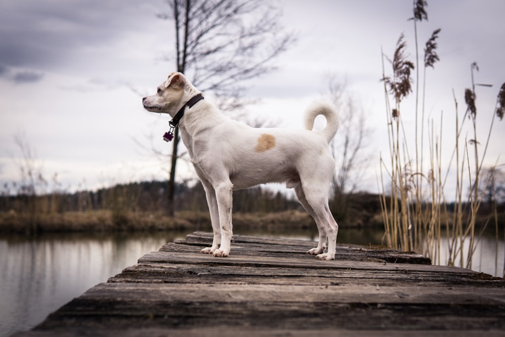 white and brown short coated dog running on wooden dock during daytime