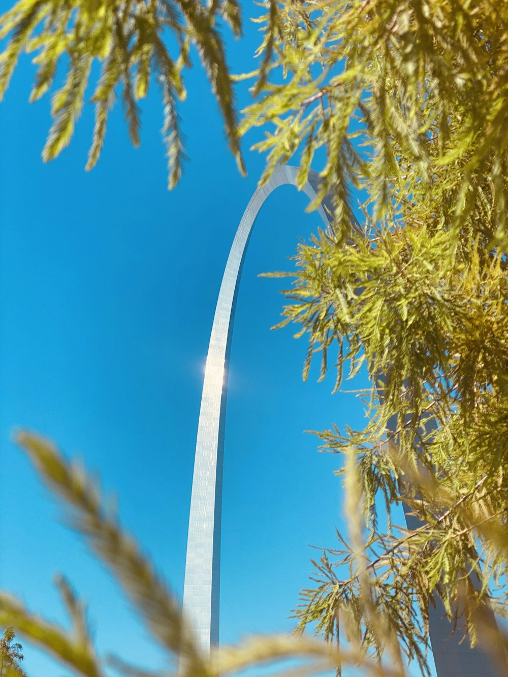 green and yellow tree under blue sky during daytime