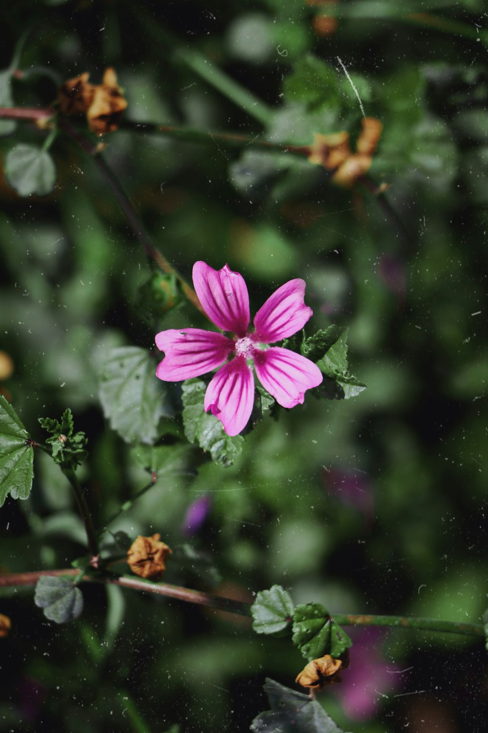 purple flower in tilt shift lens