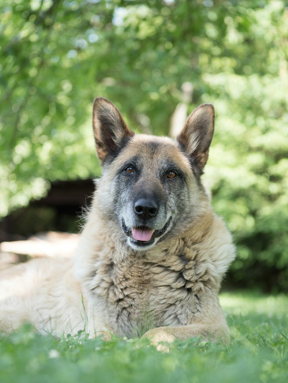 brown and black german shepherd