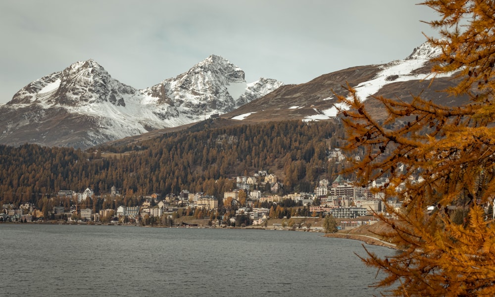 Árboles marrones cerca del cuerpo de agua y la montaña cubierta de nieve durante el día