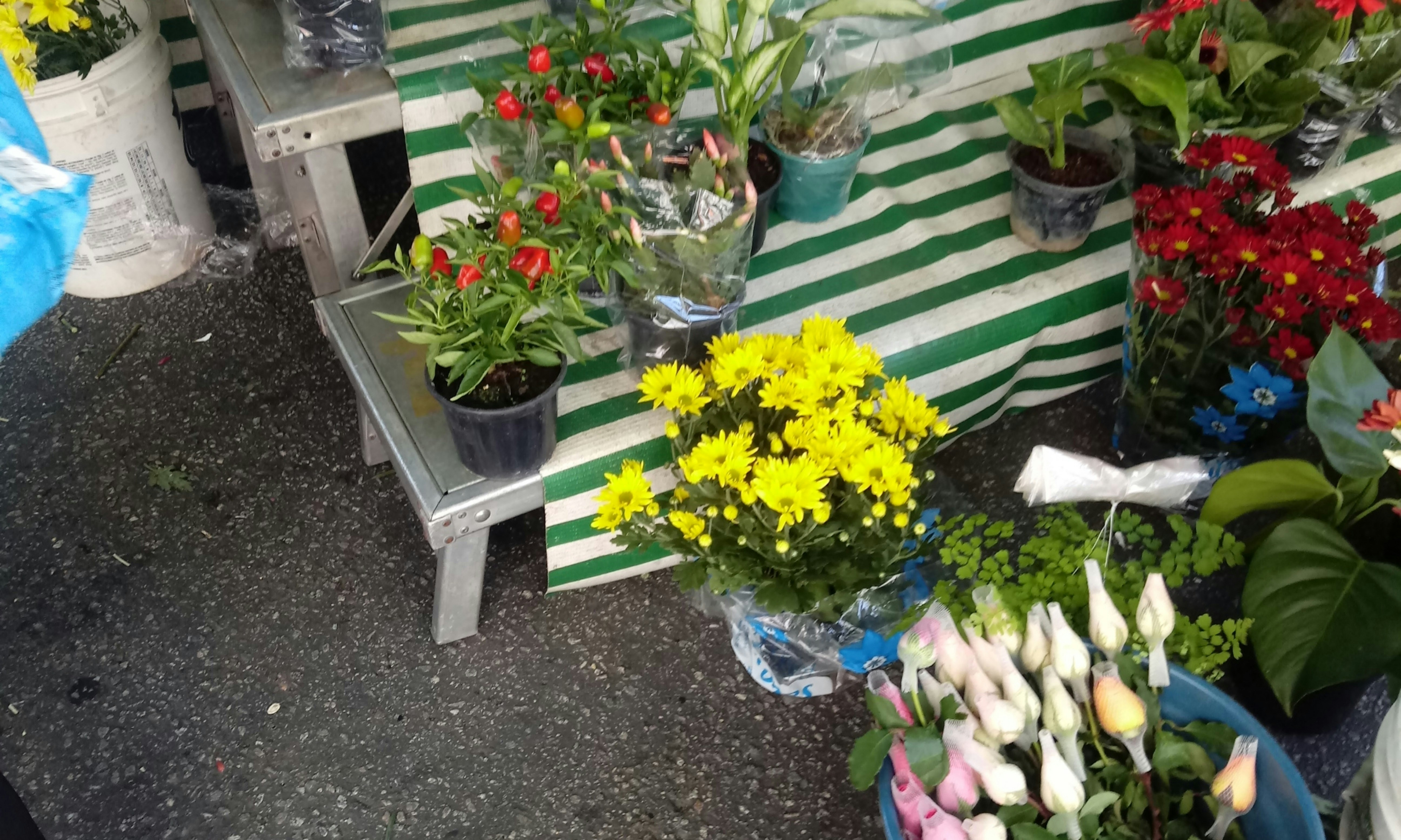 Gėlės ir augalų prekės