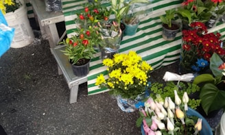 An assortment of potted plants including yellow daisies, red chili peppers, and several other green plants. The pots are placed on a metal bench with a green and white striped cloth backdrop. There are also some wrapped bouquets and small plant leaves scattered around.