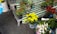An assortment of potted plants including yellow daisies, red chili peppers, and several other green plants. The pots are placed on a metal bench with a green and white striped cloth backdrop. There are also some wrapped bouquets and small plant leaves scattered around.