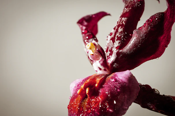 Macro shot capturing the intricate veins and curves of a single orchid flower in natural light.