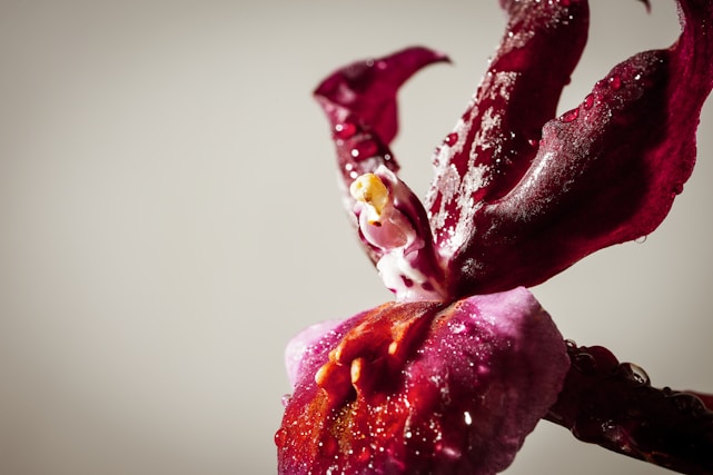 Close-up of a vibrant orchid flower in full bloom with dewdrops on its petals