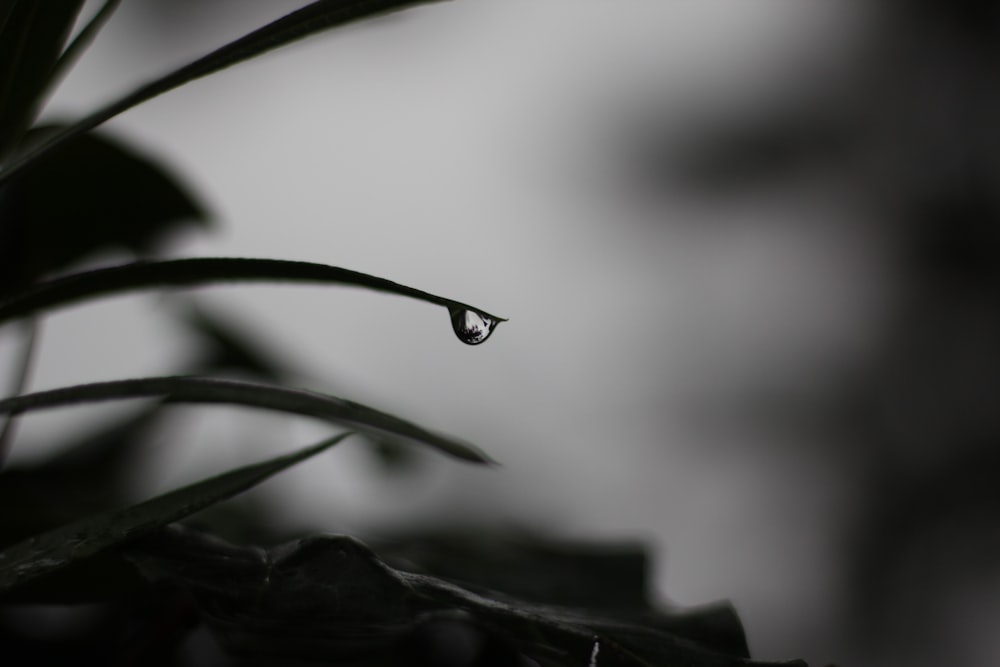 water drop on green leaf