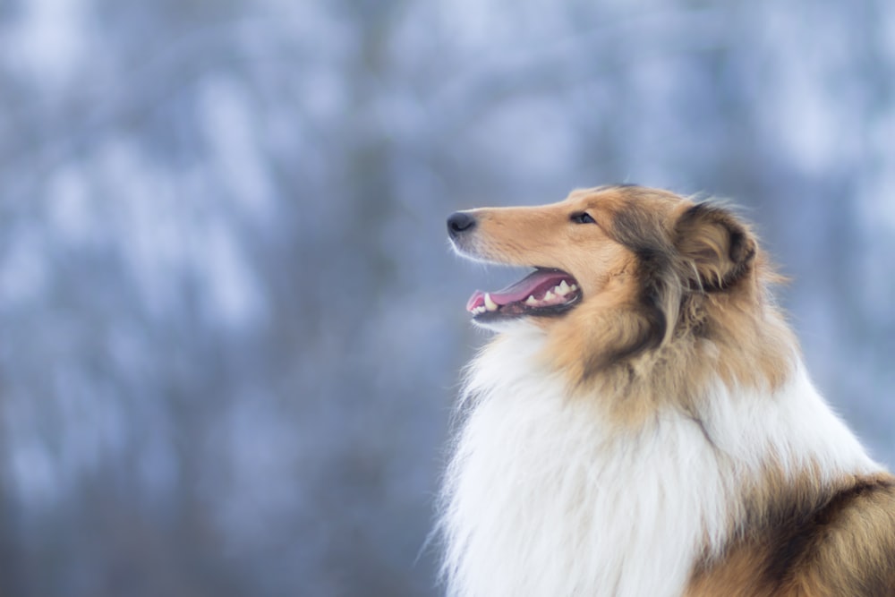 white brown and black rough collie