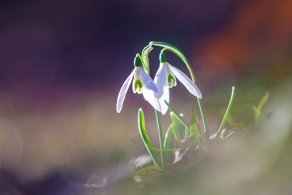 white flower with green leaves