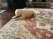 Happy dog playing with a new toy from Panda Shopping in a cozy living room.