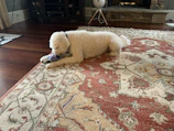 A playful puppy chewing on a toy beside a cozy fireplace.