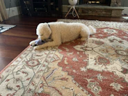 Happy dog playing with a new toy from Panda Shopping in a cozy living room.