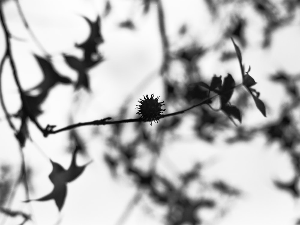 grayscale photo of flower during daytime