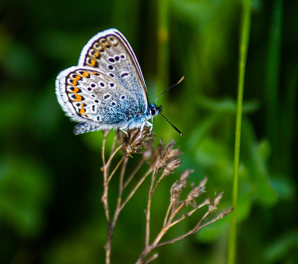 blue and white butterfly perched on green plant during daytime