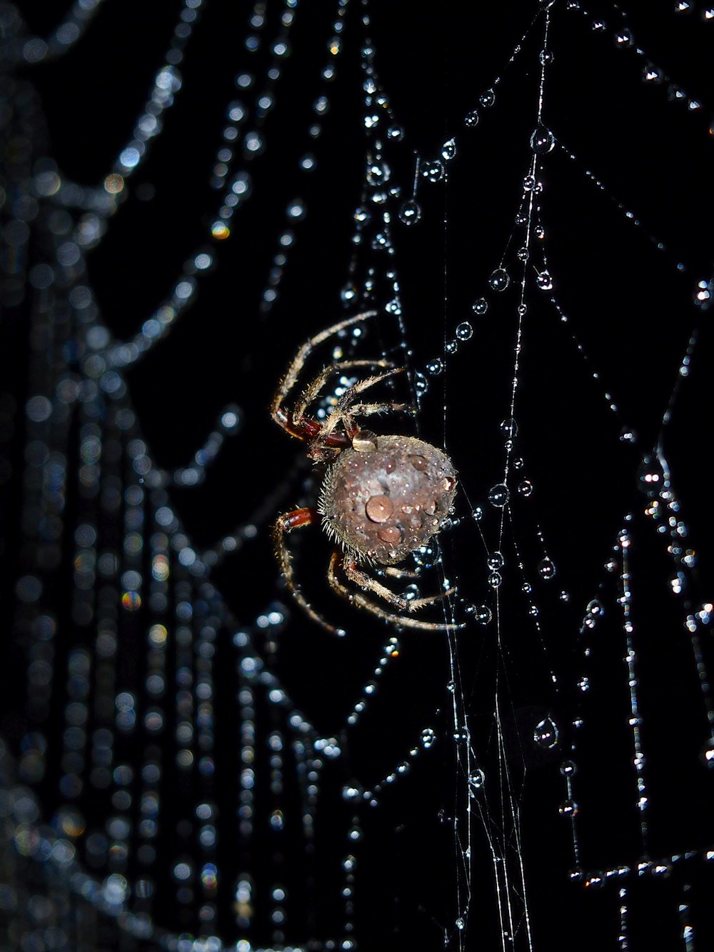 brown spider on spider web during daytime