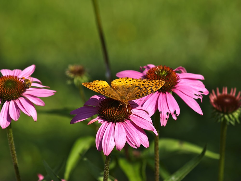 brown butterfly on purple flower during daytime