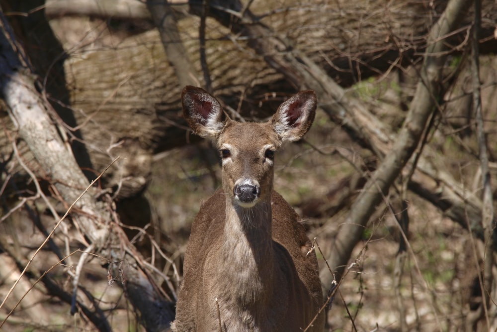 brown deer on brown tree branches during daytime