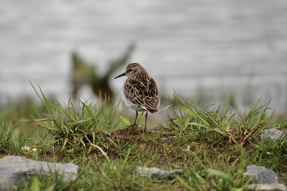 brown bird on green grass during daytime