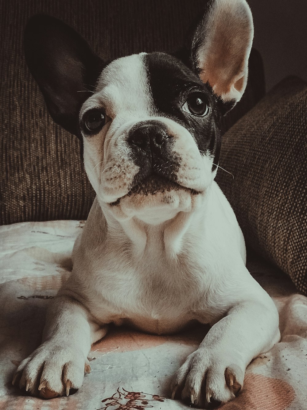 white and black short coated small dog