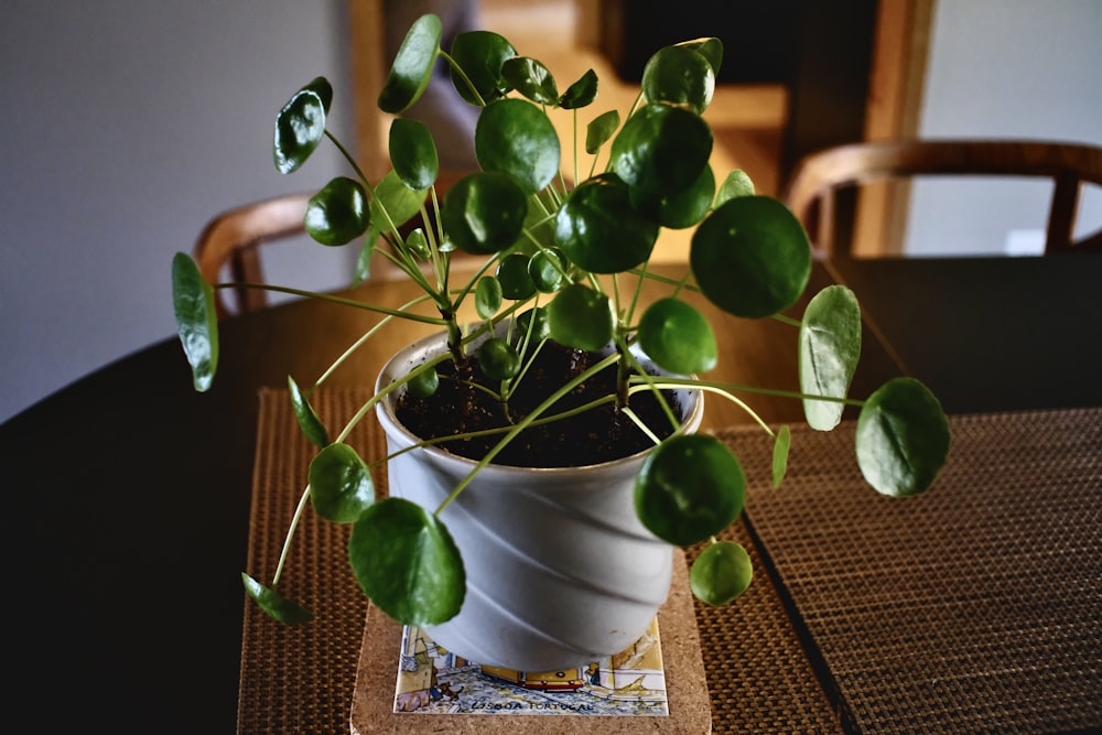 green plant on white ceramic pot