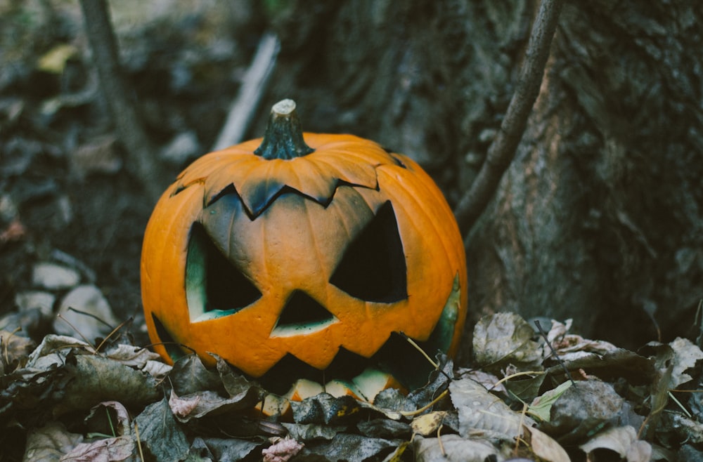 jack o lantern on brown dried leaves