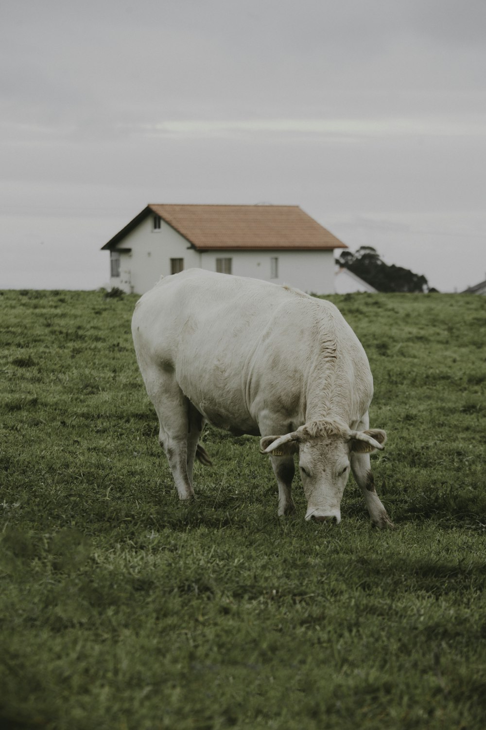 white cow on green grass field during daytime