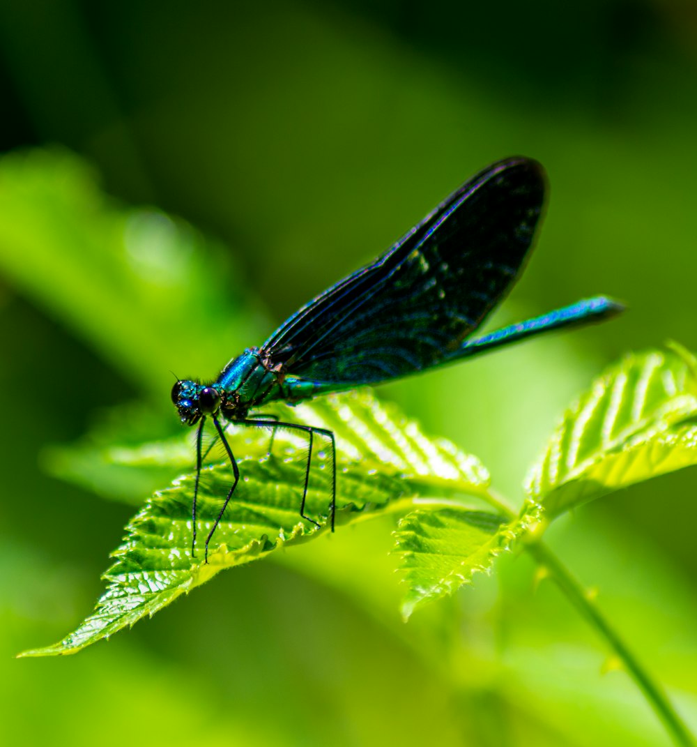 blue damselfly perched on green leaf in close up photography during daytime