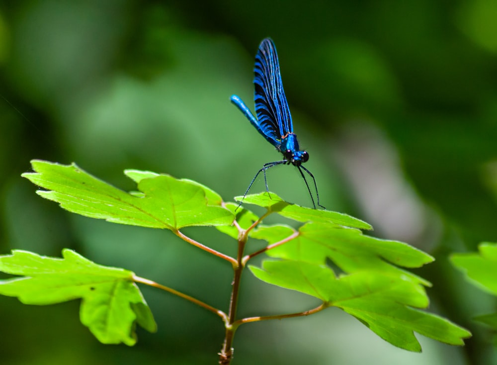 blue damselfly perched on green leaf in close up photography during daytime