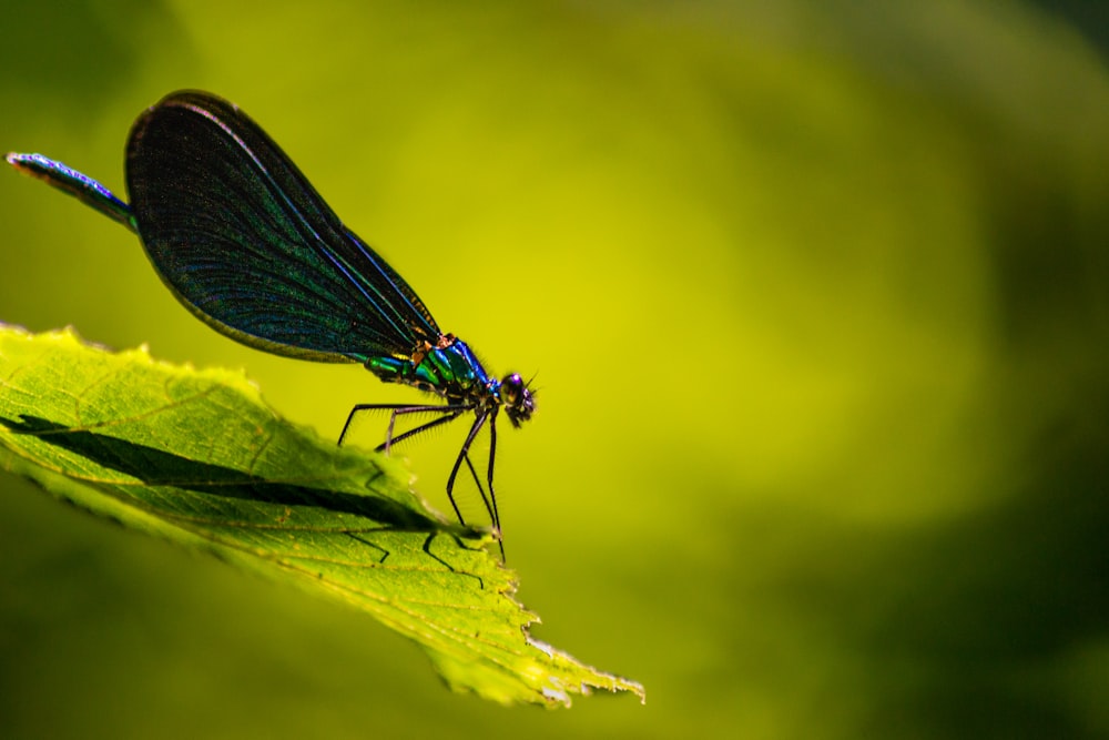 blue damselfly perched on green leaf in close up photography during daytime