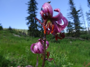 Close-up of a colorful wildflower blooming beside a rugged trail in the Patagonian wilderness