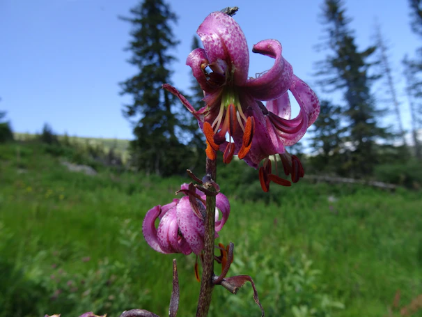 A close-up of vibrant forest flowers native to the lush pine forests.