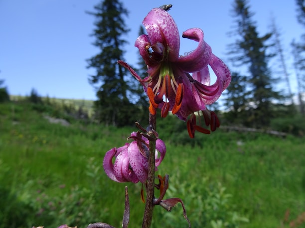 A vibrant close-up of the Manacá da Serra flower blooming in the forest.