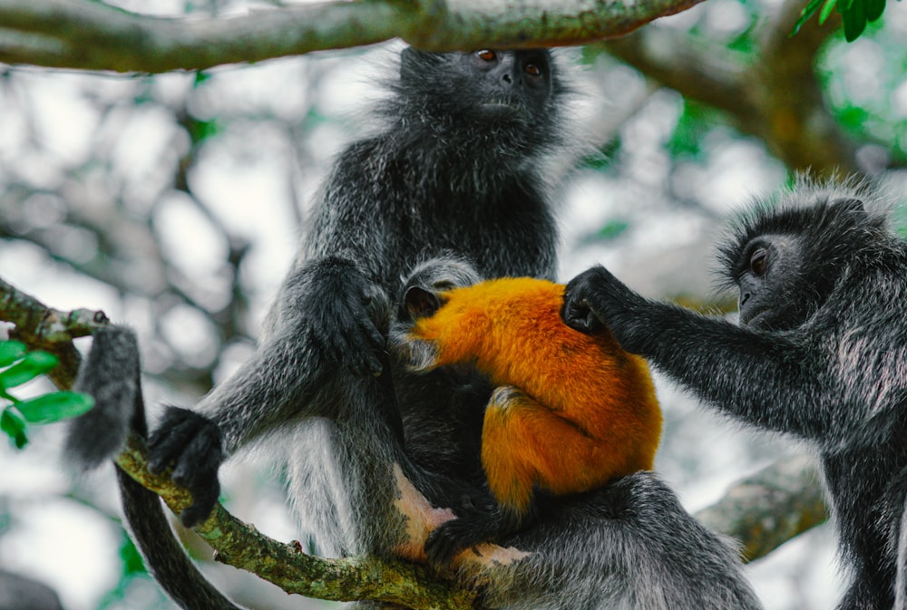 singe noir et gris sur une branche d’arbre pendant la journée