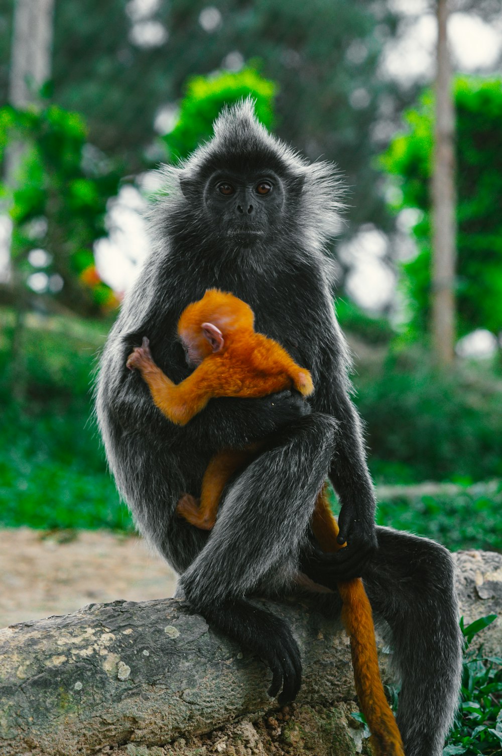 black and white monkey sitting on brown rock during daytime