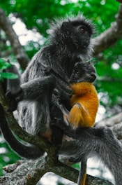 A pair of monkeys sitting on a tree branch, one with dark fur holding another smaller monkey with bright orange fur. The background features lush green leaves and blurred trees.