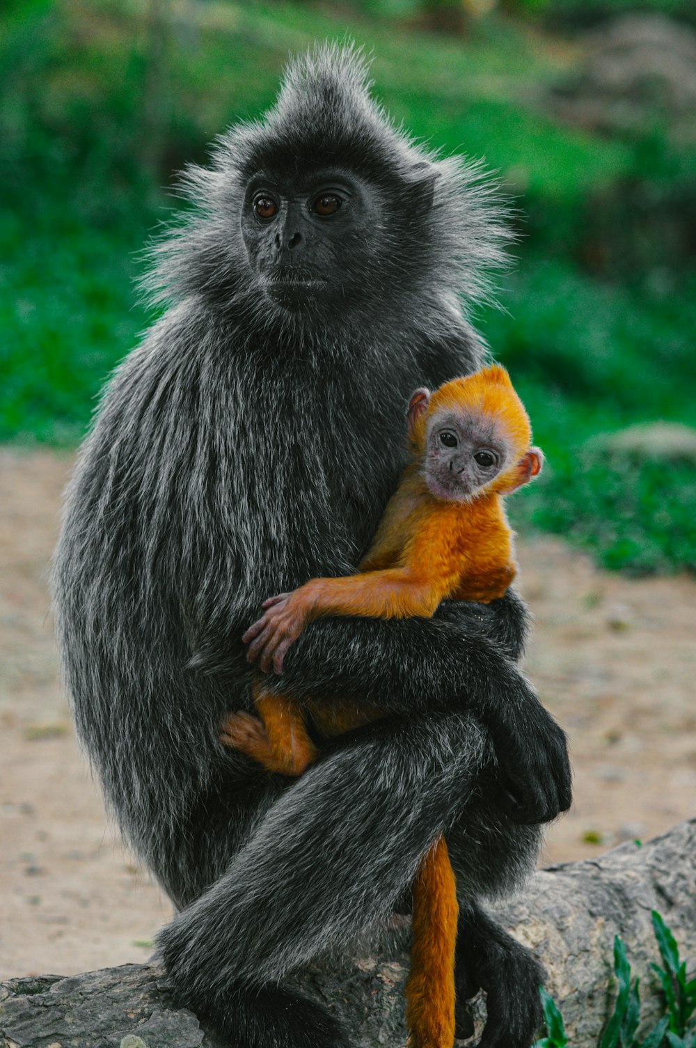 singe noir et blanc mangeant des fruits orange pendant la journée